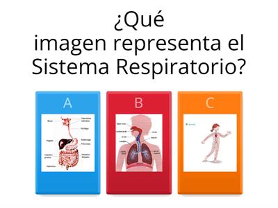 SISTEMAS QUE INTERVIENEN EN LA NUTRICIÓN  IV°