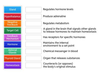 Endocrine System