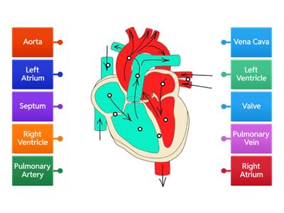 Heart Structure (AQA)