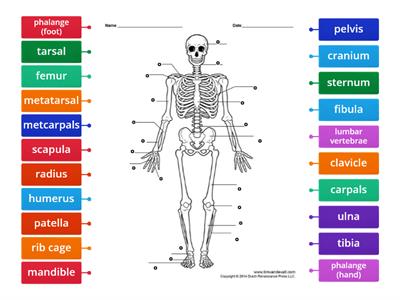 Skeletal System