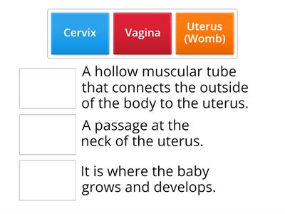 PC F2 Functions of  female Reproductive System 