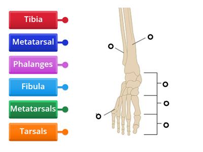 Bones of the Lower Leg and Foot for Pedicure