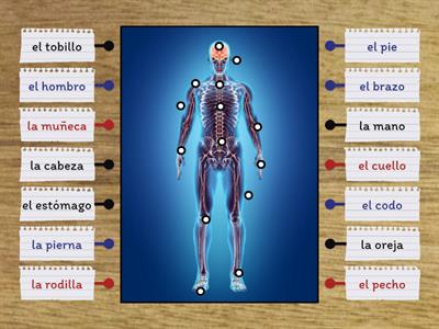 Las partes del cuerpo