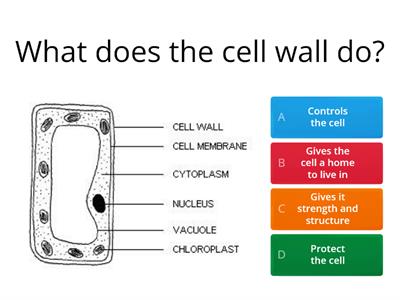 Cells