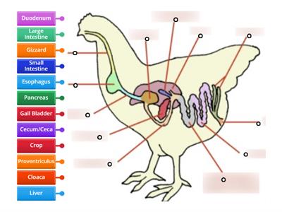 Digestive System of a Chicken