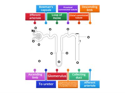 CAX KS5  Kidney Nephron diagram 