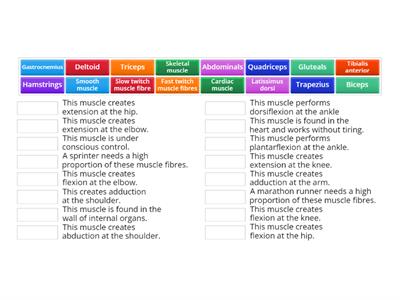 Muscular system - Key words