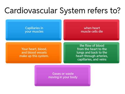 Cardiovascular System