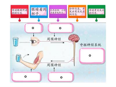 神经系统的运作过程