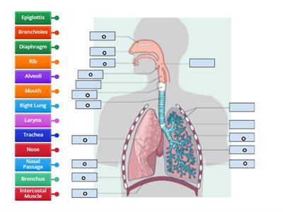  junior cert  Human Breathing System