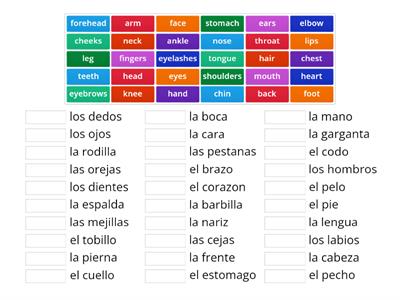 partes del cuerpo humano