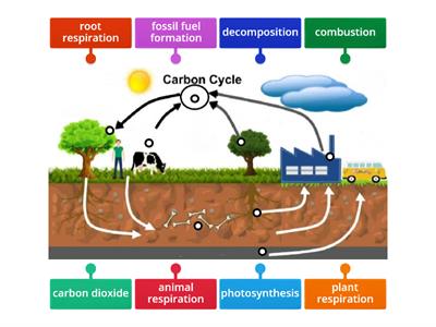 Carbon Cycle