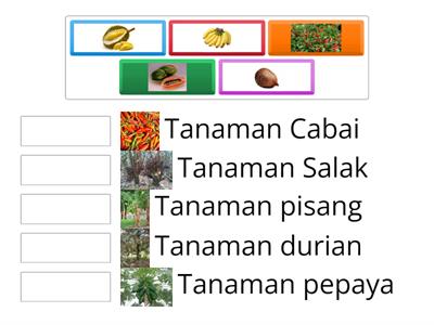 Memasangkan tanaman dan buah yang  dihasilkan