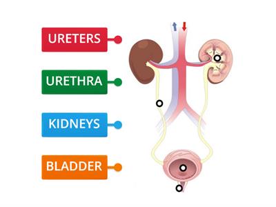 EXCRETORY SYSTEM - Science