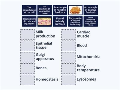 Anatomy and physiology