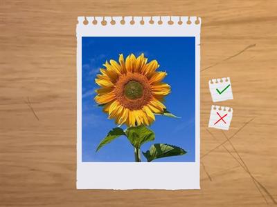 DSA -  PRIMARIA  CL.2 - FLASH CARD SUONI DIFFICILI