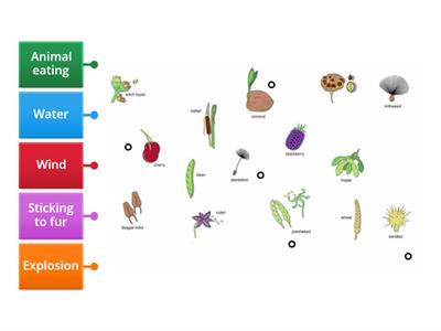 Y4 Seed dispersal