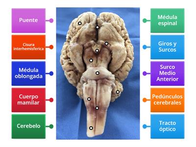 Disección: Identificación de estructuras