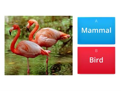 Mammals and Birds