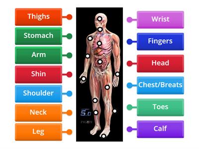 Human body - Vocabulary (8th/9th grade)