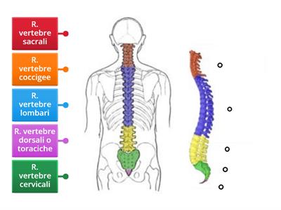 studiare la Colonna vertebrale