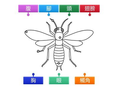 NDC P.3 科學 : 昆蟲身體結構