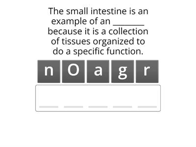 Digestion Vocab Anagram