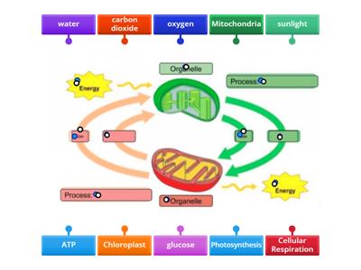  Photosynthesis and Cellular Respiration