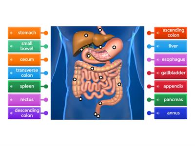 Digestive system