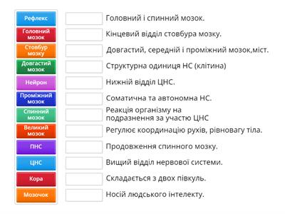 Будова нервової системи. Головний мозок.