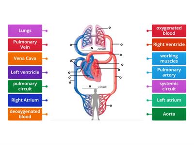  Double circulatory system to label