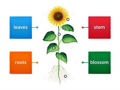 the parts of the plant