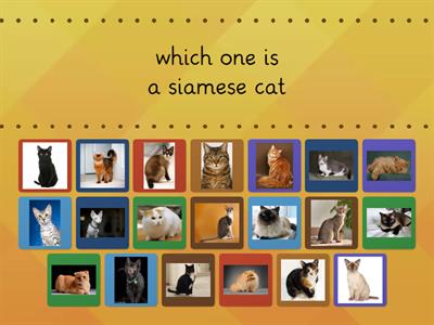 cats breed match