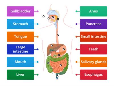 The Human Digestive System