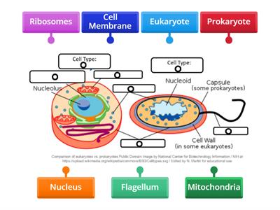 Prokaryote vs Eukaryote Labeling