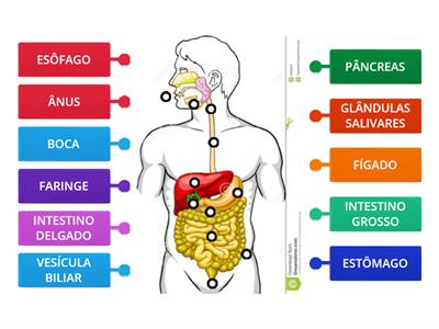 ÓRGÃOS DO SISTEMA DIGESTIVO