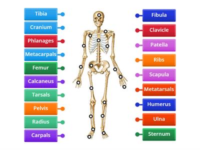 The Skeletal System