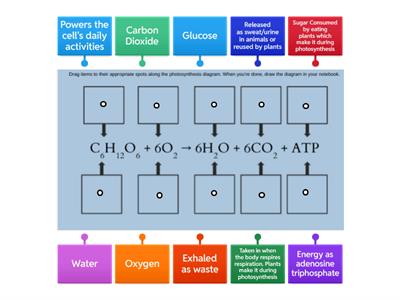 Cellular Respiration Equation