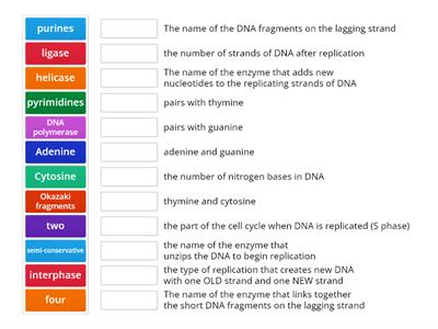 DNA Replication