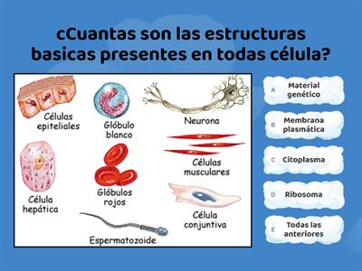 Cuestionario celulas inicio 2- 7mo 