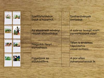 Szobanövények téli ápolása