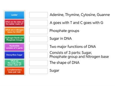 DNA Structure and Replication
