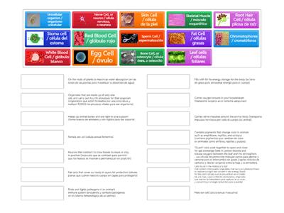 Specialization of Cells (Espanol) Especialización de tipos celulares