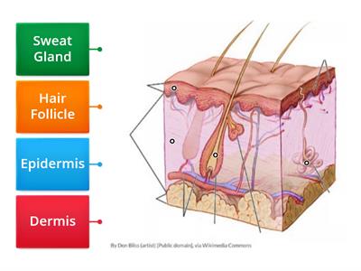 Skin Anatomy