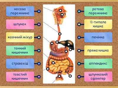 Травна система людини