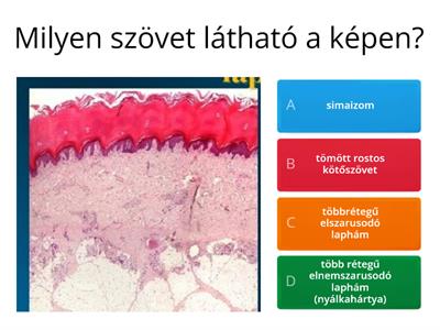 Állati szövetek átalakított