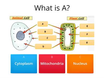 Labelling cells quiz 