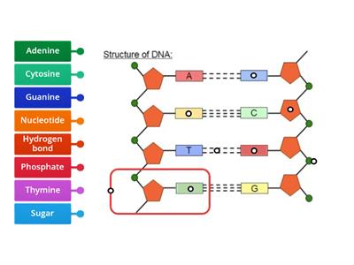 DNA Structure