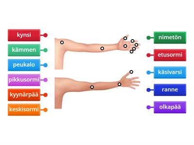 2D. Kehososat - käsi ja sormet