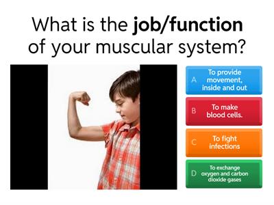Muscular System